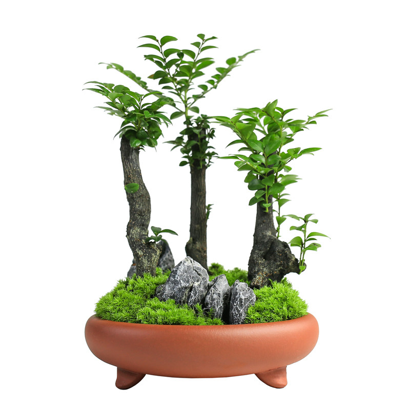 小叶紫檀盆景花卉室内小盆栽