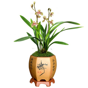 浓香兰花君荷带花苞建兰四季兰荷瓣名品彩凤荷王东方红荷观赏花卉