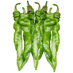 陇丰大果螺丝椒种子高产香辣长辣椒大果尖椒适应性广抗病蔬菜种籽