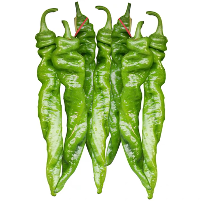 螺丝椒高产抗病商品性佳