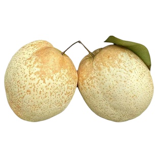 【山农酥梨苗】新品种砀山酥梨升级版新梨7号杂交梨树苗 新山苗场