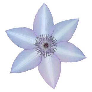 乌托邦铁线莲单瓣小苗三类爬藤植物室内藤本花卉绿植盆栽四季开花