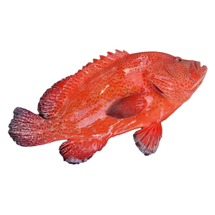 南海红九棘鲈红瓜子斑香煎打边炉清蒸鲜美海鲜石斑顺丰包邮