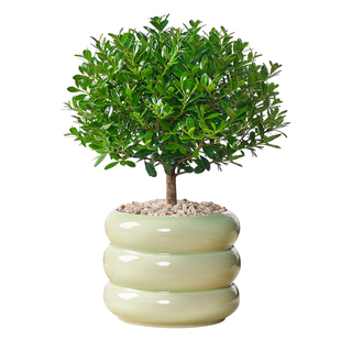 小叶赤楠盆栽老桩植物室内绿植阳台好养活办公室桌面迷你花卉盆景