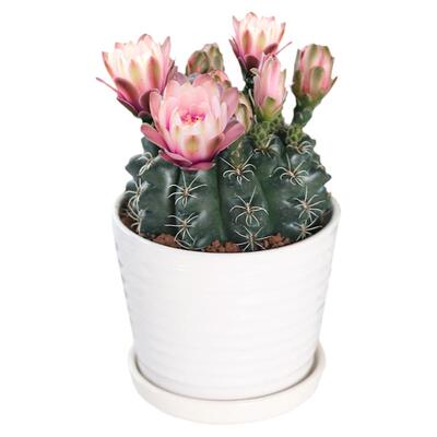 品种绯花玉仙人掌桌面多肉植物