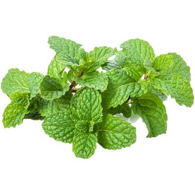 新鲜薄荷叶烘焙调酒茶饮装饰食材