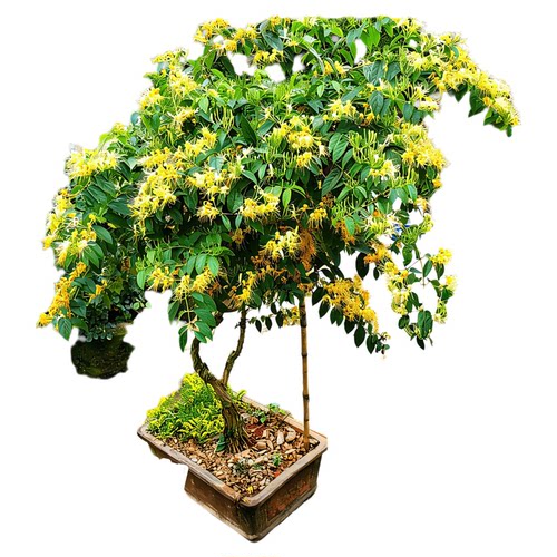 金银花树苗爬藤植物老桩盆栽花苞浓香花卉绿植四季可食用阳台庭院