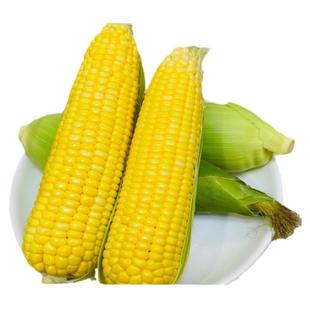 新鲜黄金水果甜玉米新老式甜笨玉米金银黄金甜玉米鲜嫩爆汁孕妇