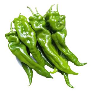螺丝椒种子种籽苗辣椒盆栽批发菜苗蔬菜秧幼苗海椒秧苗正宗薄皮孑
