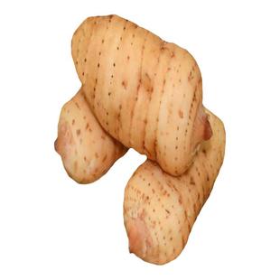 云南森林种植昭通小草坝新鲜天麻泥土现挖生天麻泡酒乌天麻天然