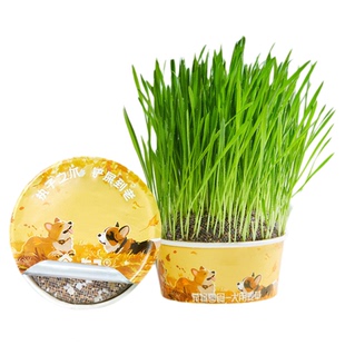 狗狗专用草犬用小麦草懒人盆栽种子宠物泰迪爱吃的新鲜狗零食种植