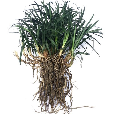 矮麦冬草日本麦冬草四季常青