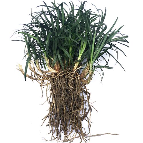 矮麦冬草玉龙草四季常青长不高植物耐寒耐践踏庭院日本矮麦冬草