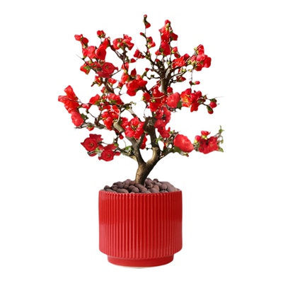 海棠花盆栽老桩景彩玉树苗