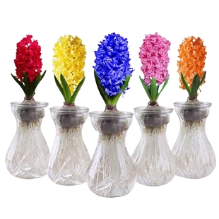 进口风信子种球盆栽冬季耐寒水培植物绿植洋水仙重瓣室内开花客厅