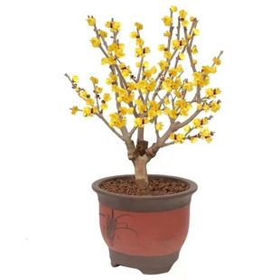 精品浓香素心腊梅盆栽腊梅树苗庭院种植耐寒花卉腊梅老桩冬季开花
