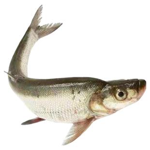 江苏苏州大湖白鱼翘嘴活鱼现杀新鲜保鲜白条户外捕捞