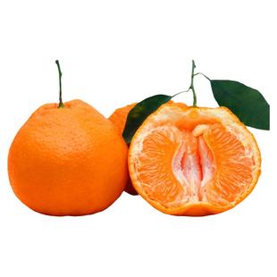 自然成熟四川爆浆春见耙耙柑新鲜水果蒲江杷粑柑浦江当季孕妇桔子