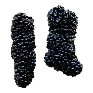 桑葚树苗果桑苗桑树苗无籽大十台湾长果桑葚苗果树果苗