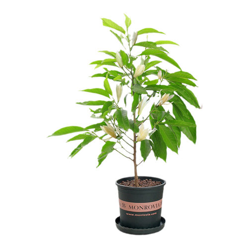 白兰花玉兰树苗花卉植物室内庭院绿植黄角兰盆栽易活带花苞四季开