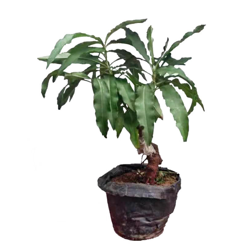 客厅四季盆景耐寒好养桃花树四季