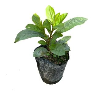 蓝蝴蝶花苗 四季开花 蝴蝶花观赏植物 阳台庭院美观盆栽木本花卉