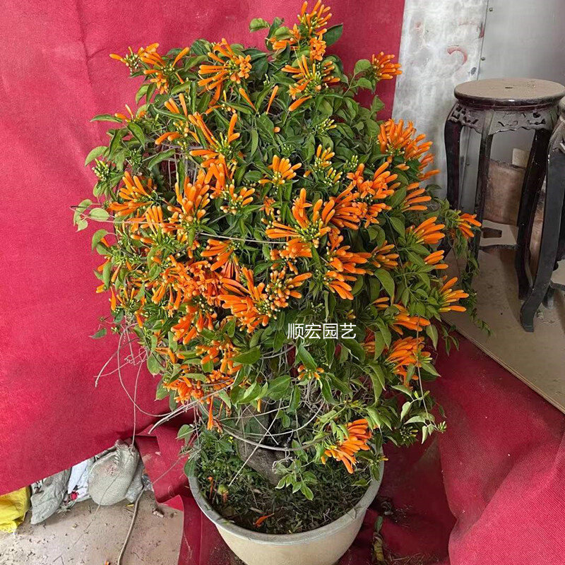 炮仗花苗常绿爬藤垂吊围墙攀爬植物鞭炮花爬墙花卉拱门庭院炮仗花