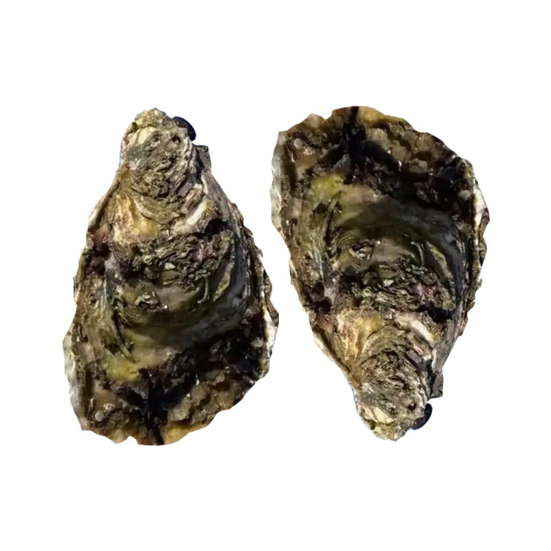 鲜活多肉大生蚝牡蛎4斤顺丰包邮