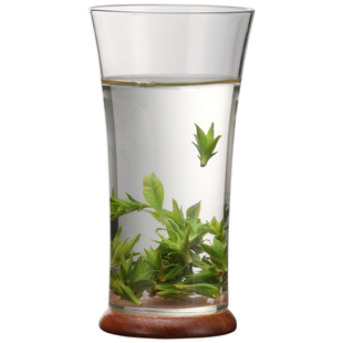 泡绿茶专用玻璃杯耐高温单层茶叶杯透明西湖龙井茶杯冲泡杯高级感