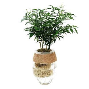 水培绿植物风车茉莉花卉盆栽水养狗牙花水生树苗客厅办公室内桌面