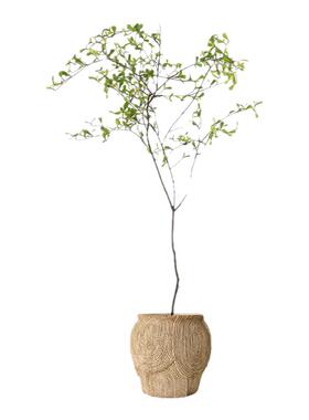 海虹雅林仿真绿植十大功劳新中式摆件宋代高端轻奢室内落地植物