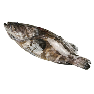 石斑鱼整条新鲜冷冻深海鱼海鲜龙胆活冻野生商用水产批发