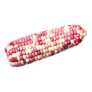 甜糯玉米种籽 彩糯206粘玉米种子甜糯四季大果穗高产孑高产量香