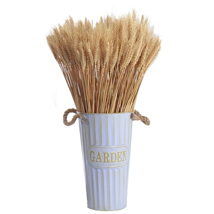 麦穗真花开业大麦花束家居装饰拍摄道具天然芦苇干花稻穗高粱摆件