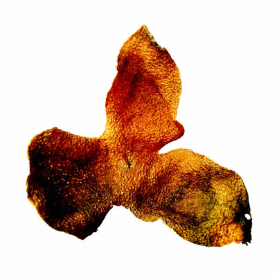 2023年新会陈皮大红皮鲜果干青皮