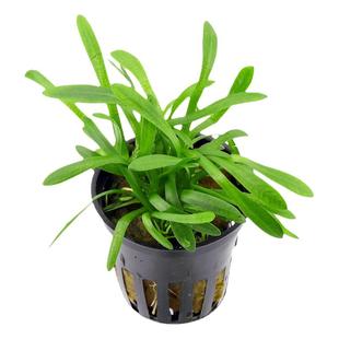 小水兰水族箱鱼缸造景中前景阴性淡水水草大水兰剑兰新手入门活体