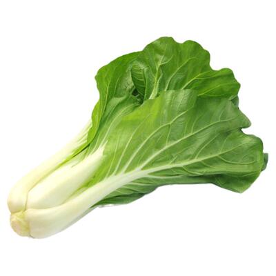 杂交黑叶小白菜四季盆栽蔬菜