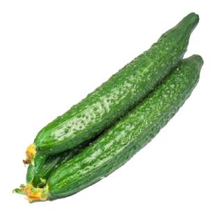 高产大黄瓜苗秧油亮密刺嫁接黄瓜苗老品种青瓜春秋四季种植水果苗