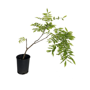 种花王大爷 紫藤普罗旺斯花苗爬藤植物多季开庭院阳台廊架拱门