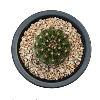 彩草仙人球趣味开花花色五彩盆栽