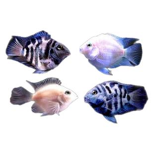 热带淡水迷你宝蓝白金鹦鹉公母观赏热带鱼耐活淡水鹦鹉鱼可繁殖鱼