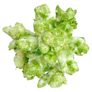 四川儿菜种子种籽芥菜种四季菜种娃娃菜蔬菜抱儿菜孑菜籽秋季早熟