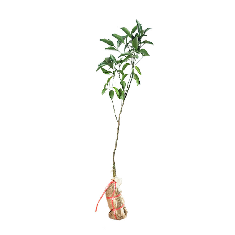青皮柑橘树苗带土带叶包成活