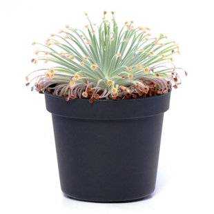 宽叶好望角茅膏菜【食虫植物宽大室内花卉带盆栽好包邮盆栽绿植】