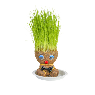 头上长草娃娃小盆栽草头娃娃儿童种植观察植物生长开花绿植幼儿园