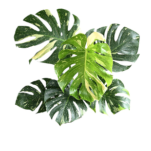 洒金龟背竹Monstera deliciosa泰国进口热植短茎室内庭院植物洒金