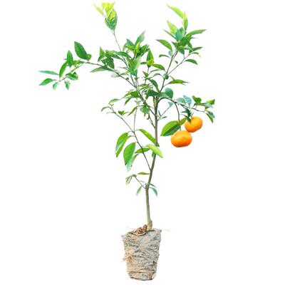 广西武鸣桔橘子正宗带果沃柑树苗