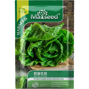 奶油生菜种子种苗凝脂波浪叶清甜无涩柔嫩三明治夹心沙拉蔬菜C189