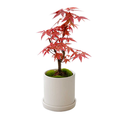 日本红枫红舞姬树苗四季好养