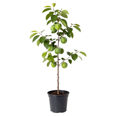 【官方正品】李子树嫁接苗